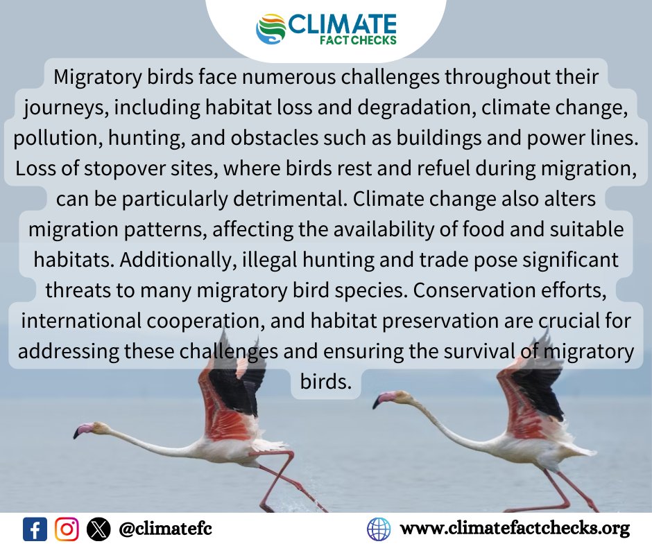 Today marks World Migratory Bird Day 2024, a global observance held annually on the second Saturday of May. This day serves as a crucial reminder of the significance of migratory birds and their vital role in our ecosystems. 
#climatechange #migratorybirds