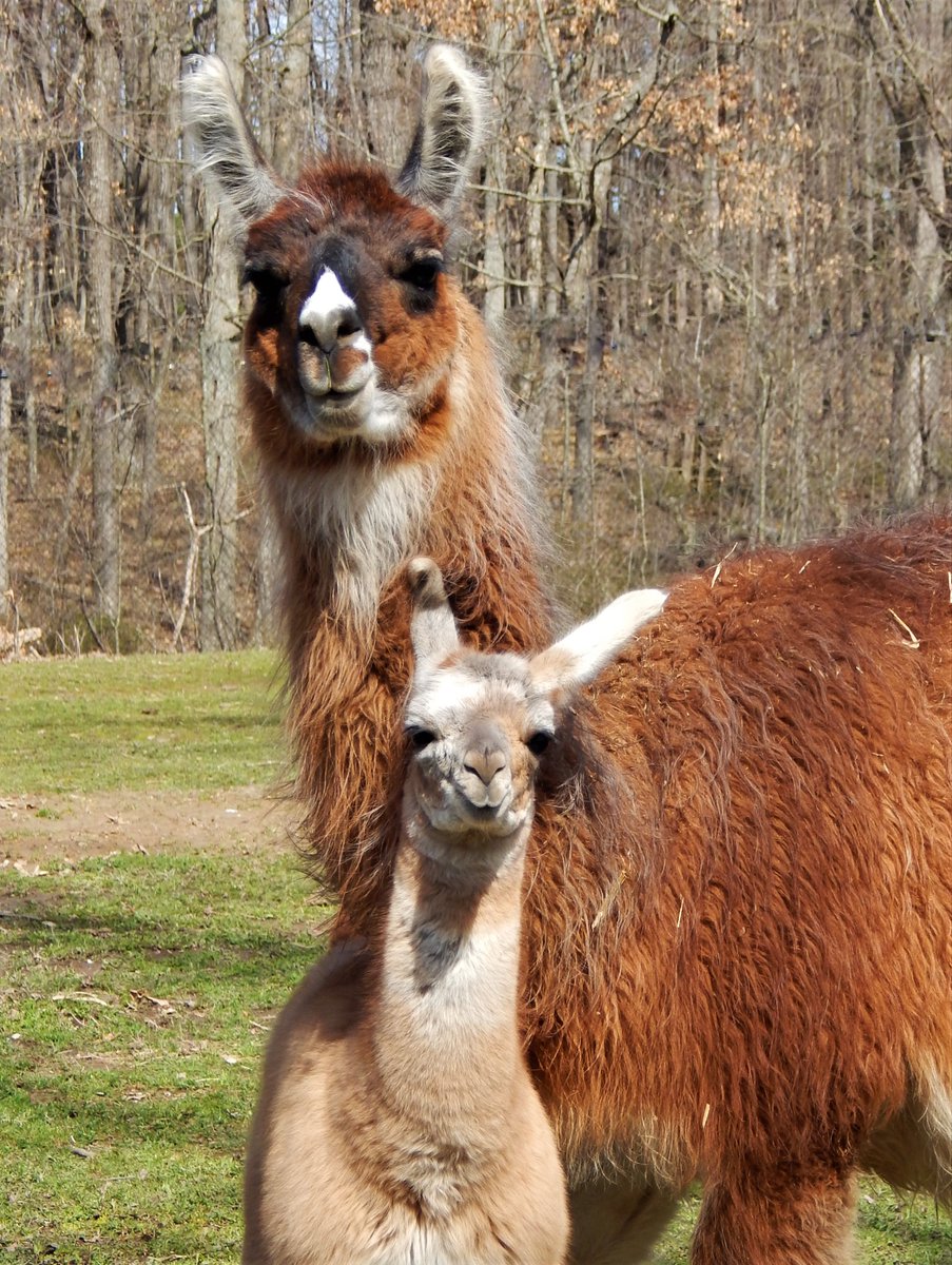 Spend some time with our families as your family gets together this weekend. If your plans are to visit on Sunday, Mamas (and llamas) are in FREE on Mother's Day only. (With the purchase of a child's admission.) Unleash the adventure! Let your summer begin! #zoo #wisconsindells
