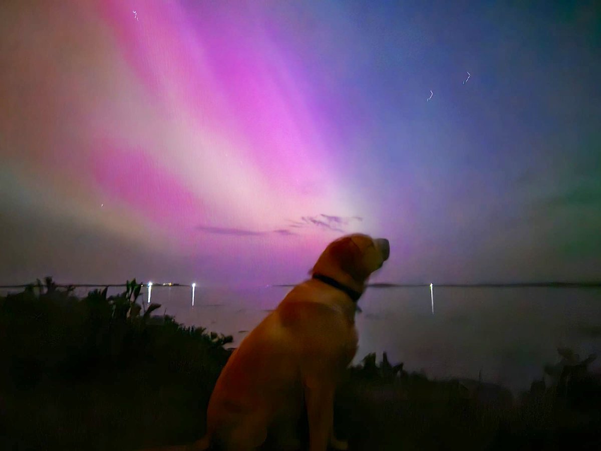'Aurora Boreal': Por esta increíble foto de un perro con una aurora boreal de fondo.