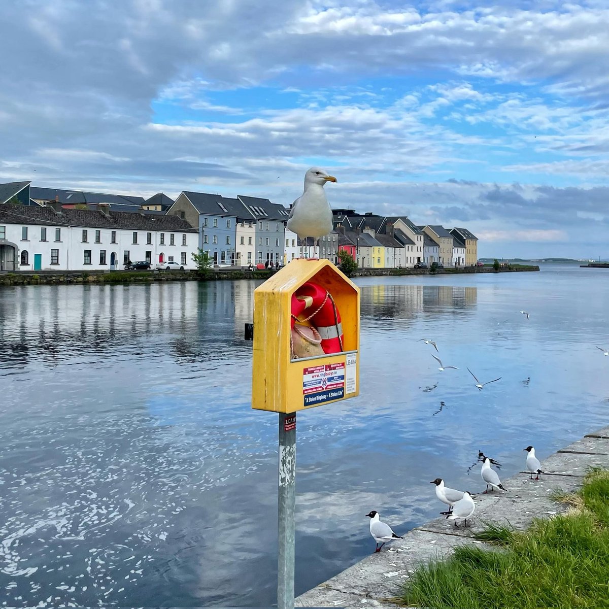That iconic view... ain't never seen nothing like a Galway Gull 🎶😁💯☀️💙

📸 IG/ hokusfokus.fotos
📍 Claddagh, Galway

#GalwayGull #Iconic #LongWalk #Claddagh #Galway #Ireland #VisitGalway