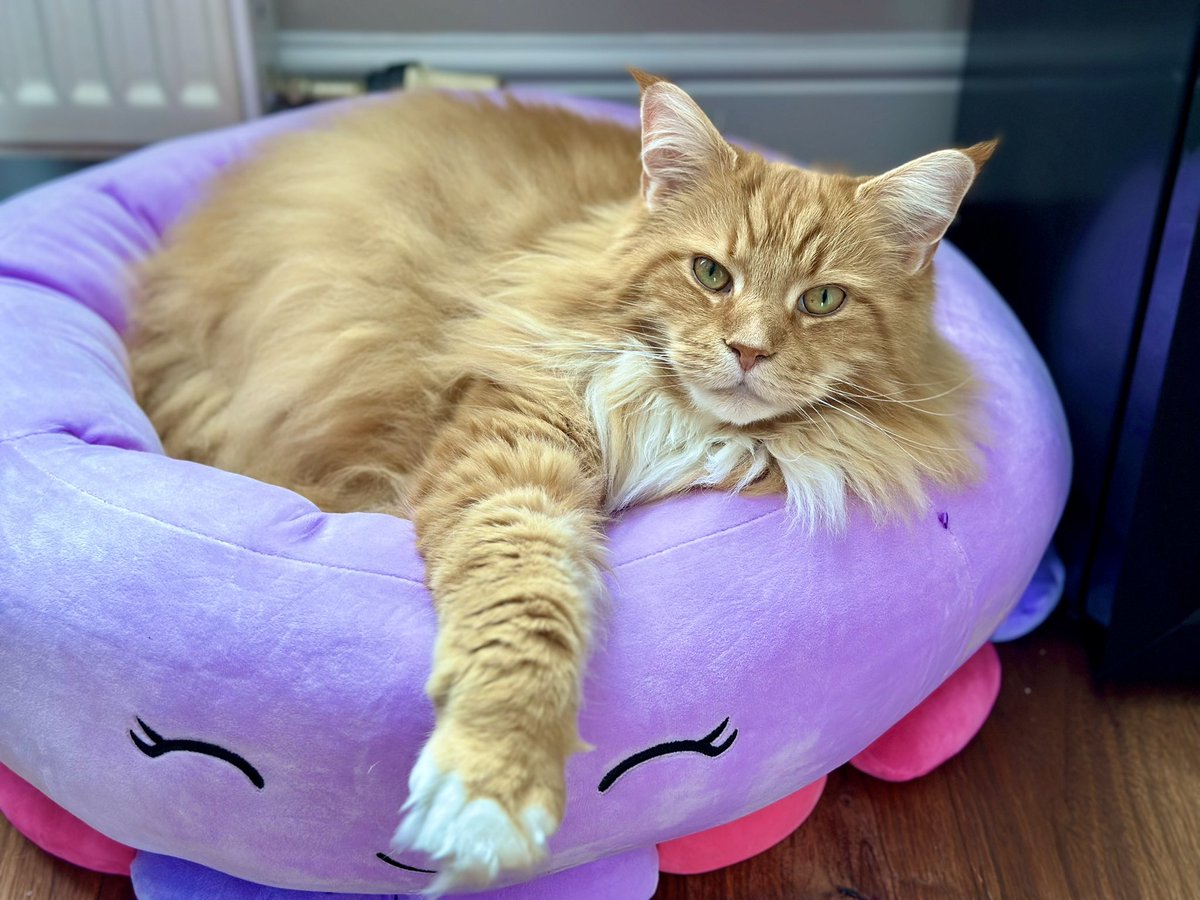 Buddy is loving his new @squishmallows bed! Says finders keepers Gizmo, you’ll need to get your own! Happy #Caturday everyone! 😸😸🦁🦁 #teamfloof #CatsOfTwitter