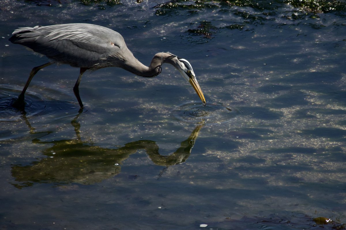 Slept through the northern lights but I got to watch this heron hunt for a while so it’s ok. 

#heron #greatblueheron