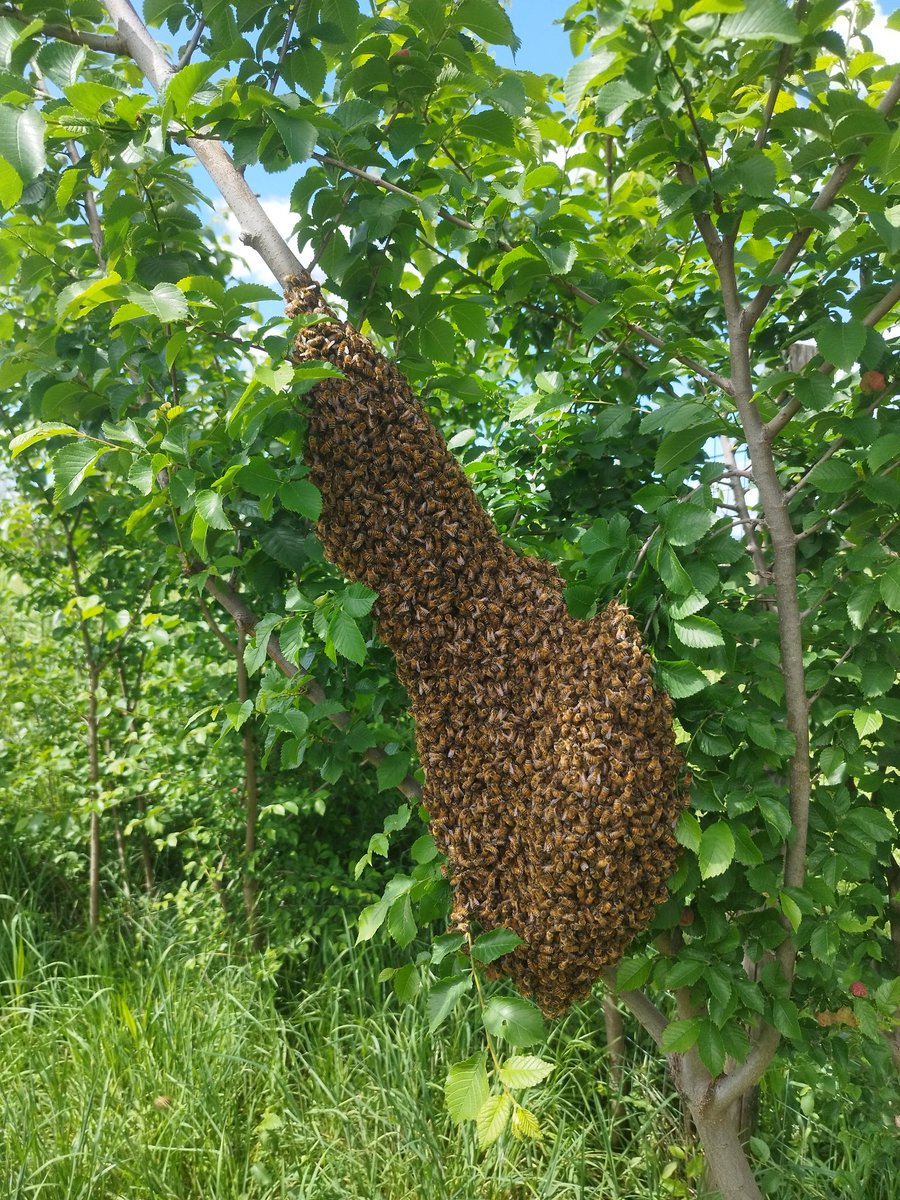 Beautiful swarm from our apiary at the University of Florence few days ago....