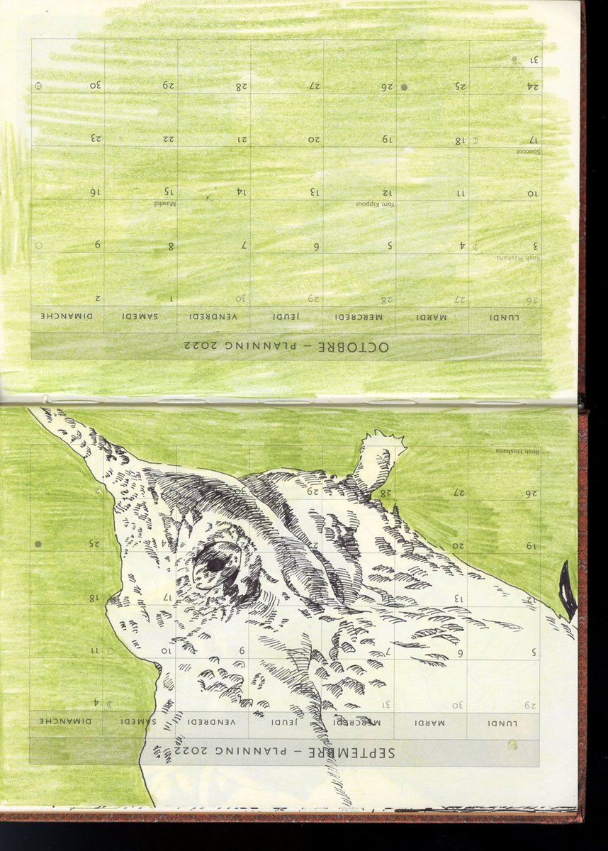 zuboingo tweet media