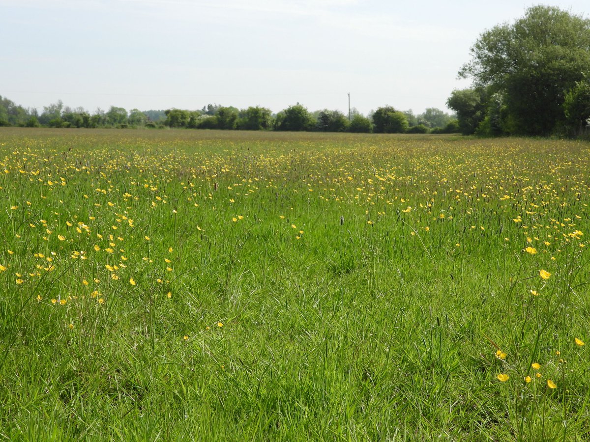 Love this time of year when carpets of Meadow Buttercups fill the fields @bigmeadowsearch @DandelionAppre1 @GwentLevels