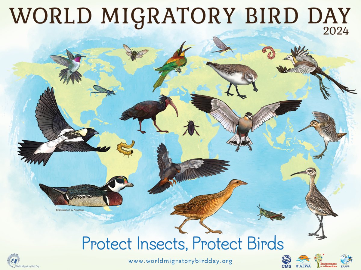 Today is #WorldMigratoryBirdDay 2024. >worldmigratorybirdday.org/news/2024/pres…; worldmigratorybirdday.org/news/2023/worl… #ProtectInsectsProtectBirds #WorldMigratoryBirdDay2024 #WMBD2024