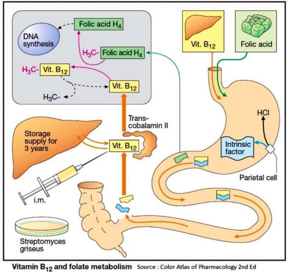 Vitamin B12 & Folate Metabolism #vitaminB12 #vitamins #Nutrition #nutrients