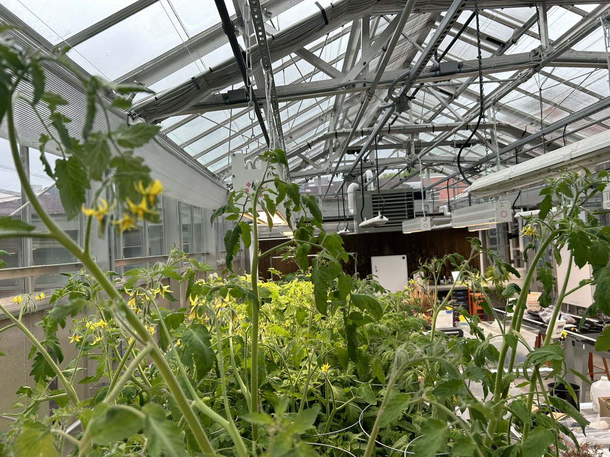Our determinant tomato trials continue. The first two pics are from April 1st. The second two are May 10th. These plants are thriving (and flowering) in the #ChapSRC. We should have bushels of 🍅’s by early June! #WeAreChappaqua