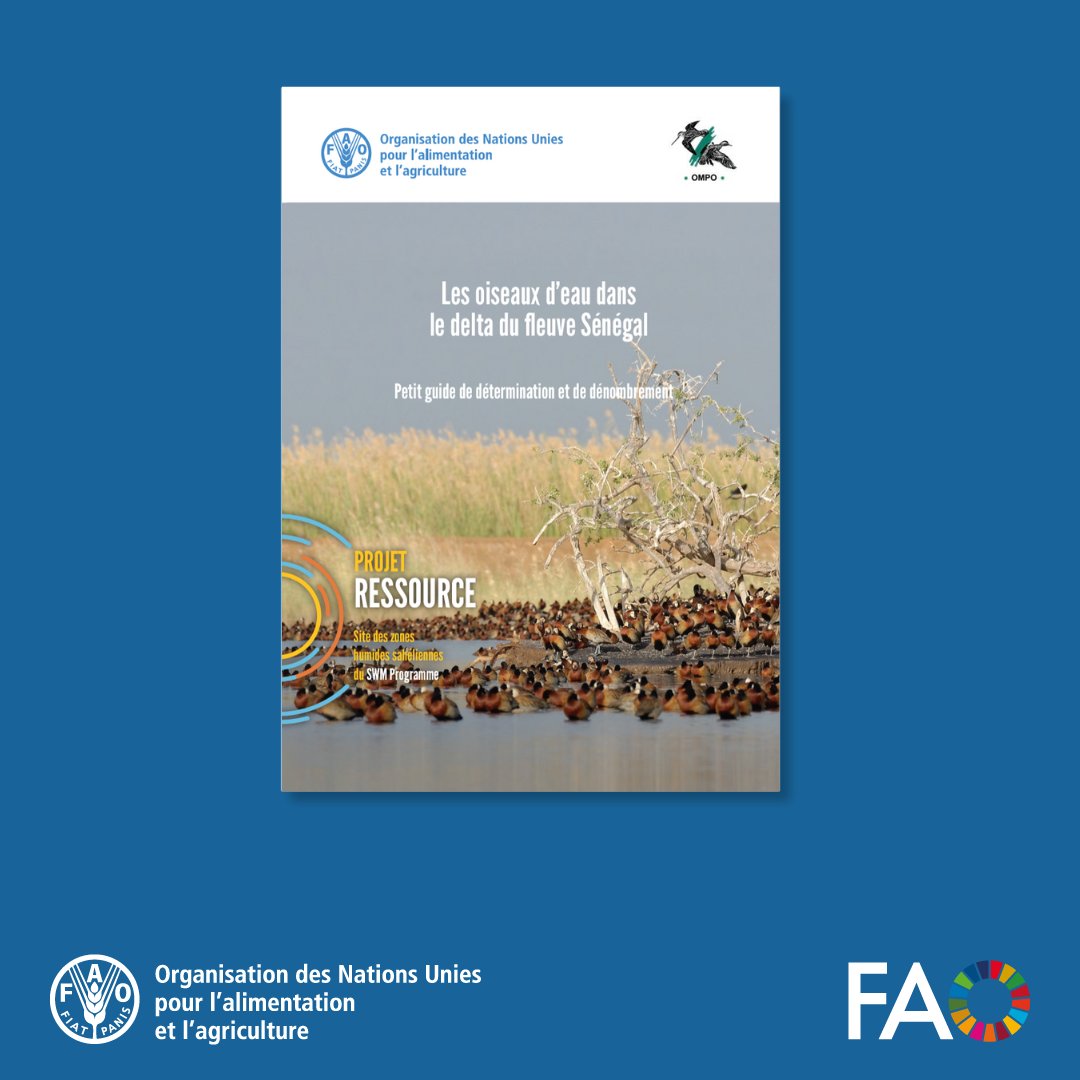 🐦🌿 Découvrez les oiseaux d'eau du delta du fleuve Sénégal ! Ce guide pratique aide à identifier les espèces et soutient les opérations de dénombrement, contribuant à la conservation de ces habitats vitaux. Lisez ➕ ici 👉 bit.ly/3UqF8mQ #JournéeDesOiseauxMigrateurs