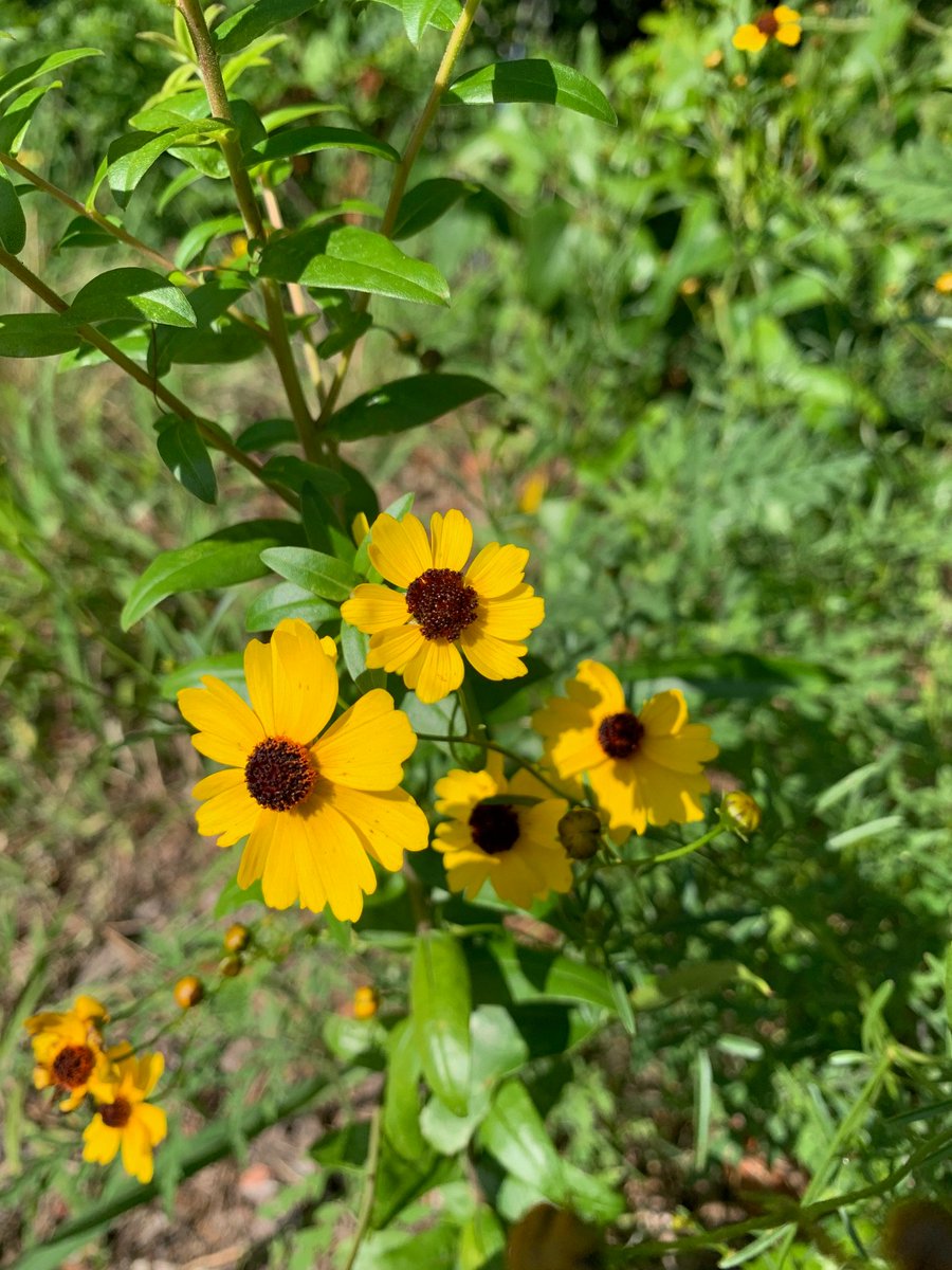 McCarty Woods--Plants of the week. Common now are some of the following plants. Sida, Pokeweed, and Coreopsis.  See you May 25 for our next restoration event!