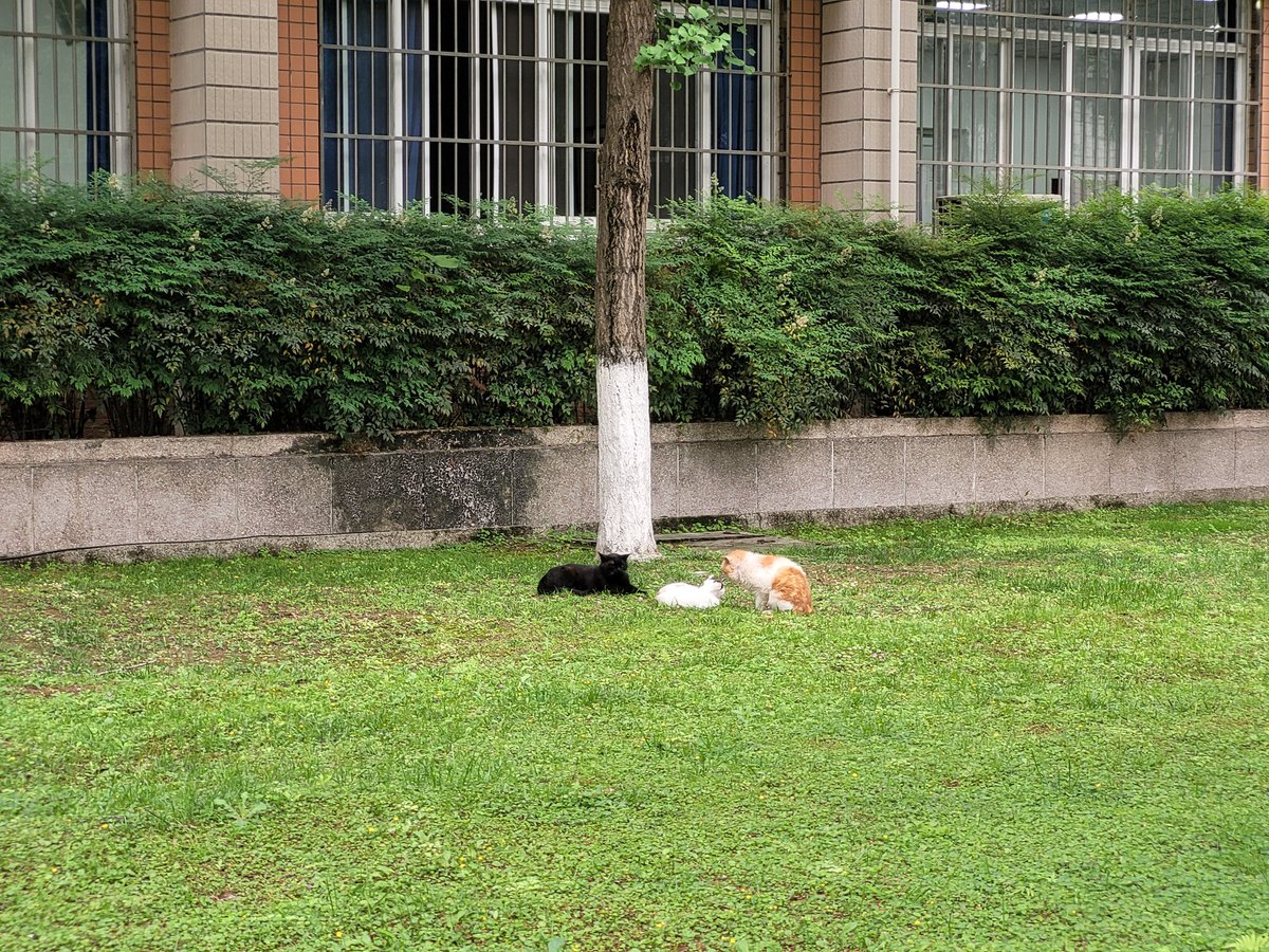 yangsiyuee's tweet photo. 更新了，猫猫酱 https://t.co/lgOasDLPDV