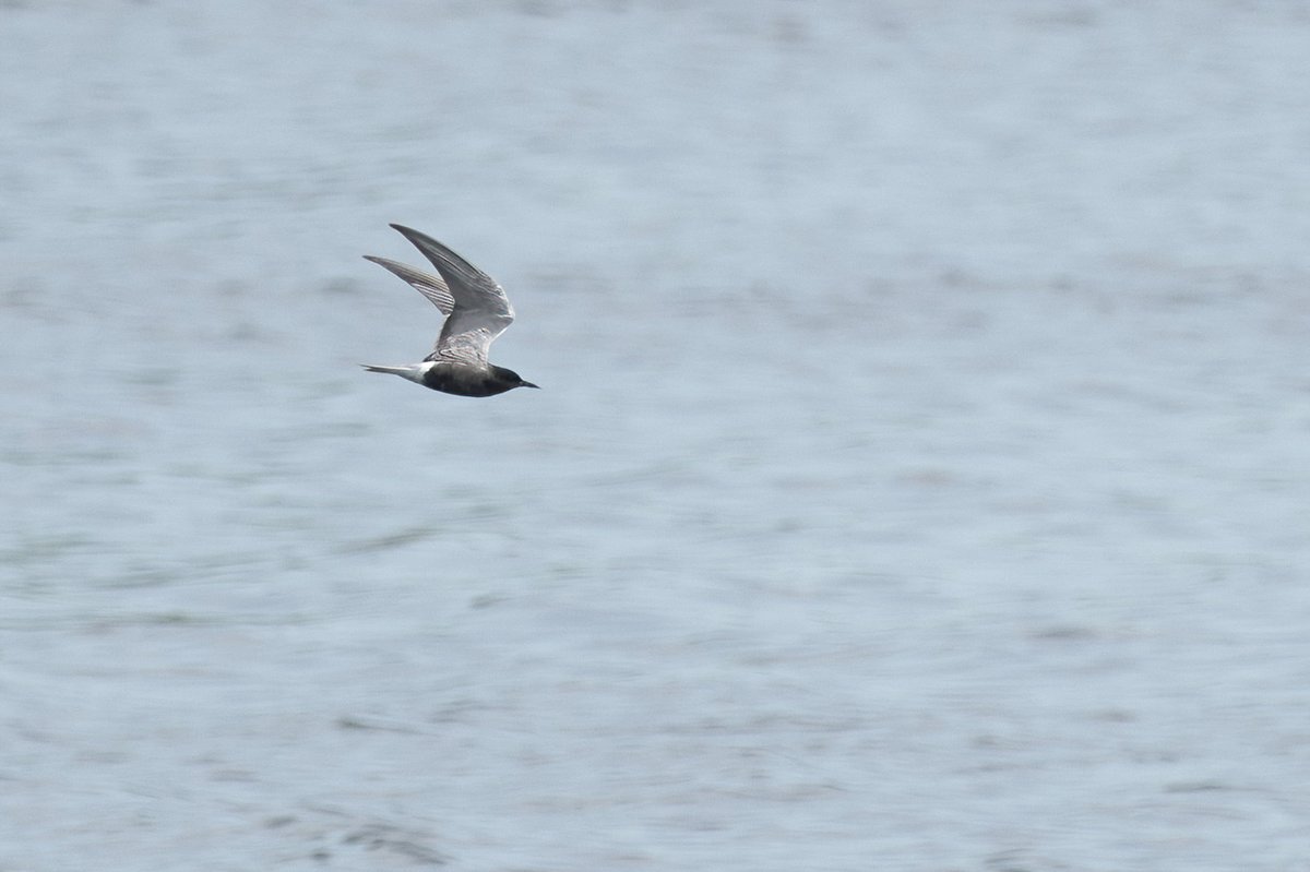 martynsimages's tweet photo. A couple of the Black Terns at Belvide this morning https://t.co/YvCJngmTBX