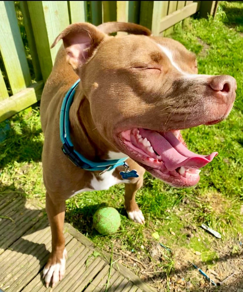 Playing in the garden with my ball. This is my happy face today! #handsome #staffy #staffie #DogsOfTwitter #DogsOfX #happy #dogslife