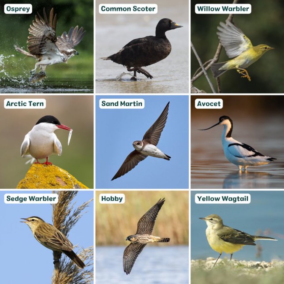 Happy World Migratory Bird Day! 🐦‍⬛