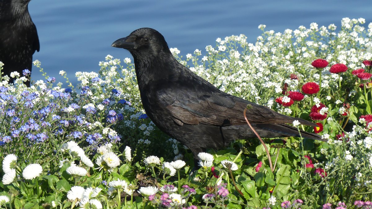Never interrupt a crow in the middle of gardening!