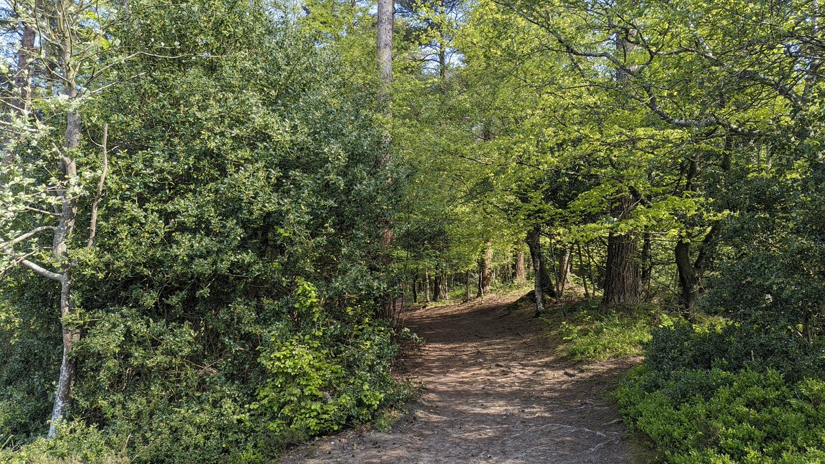 A visit to Blackdown and Thursley NNR today. My first ever UK Dartford Warblers at Thursley, plus Woodlark. Redstart at both sites. @SussexBirding