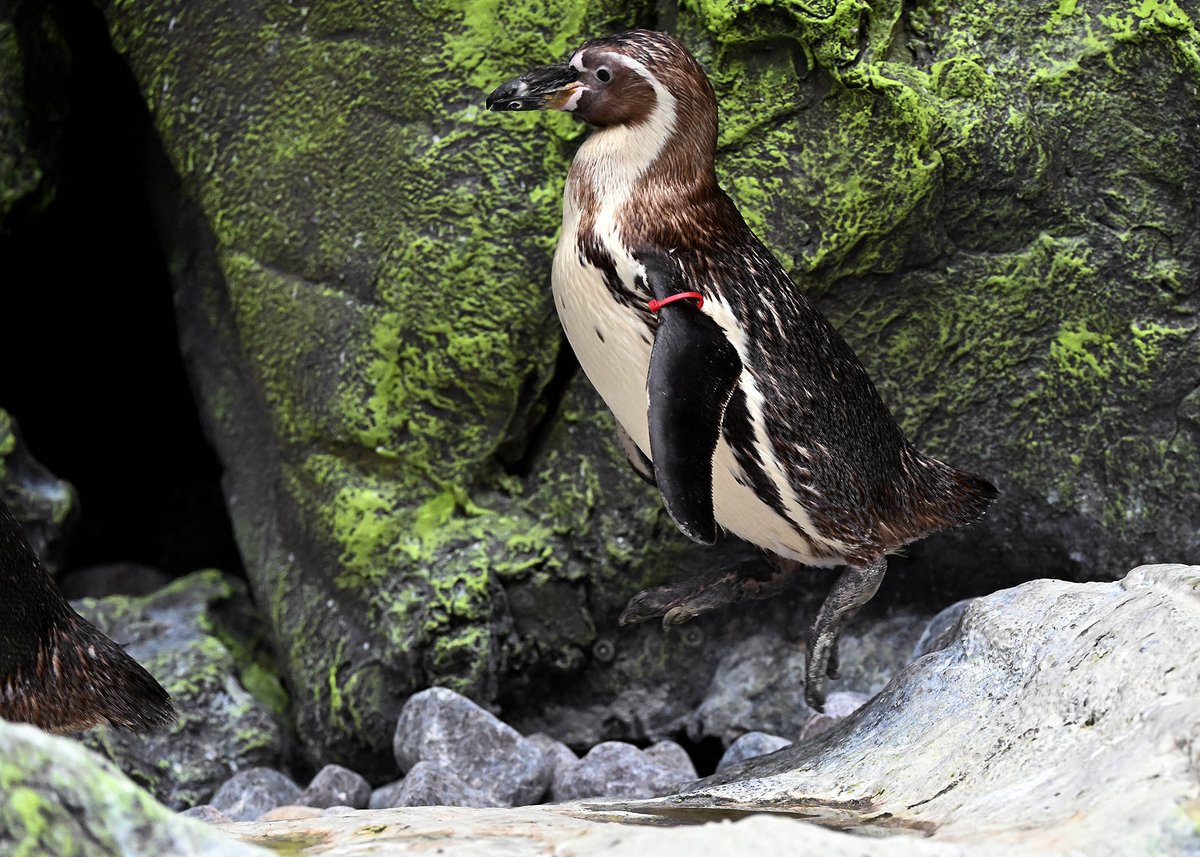 Hop to it! 🐧

Humboldt penguins have built-in climbing gear in order to move around the rocky terrain. They have sharp claws on their webbed feet which help them hold onto rocks as they walk! 

#HumboldtPenguins #Penguins #Penguin #Birds #BirdLovers