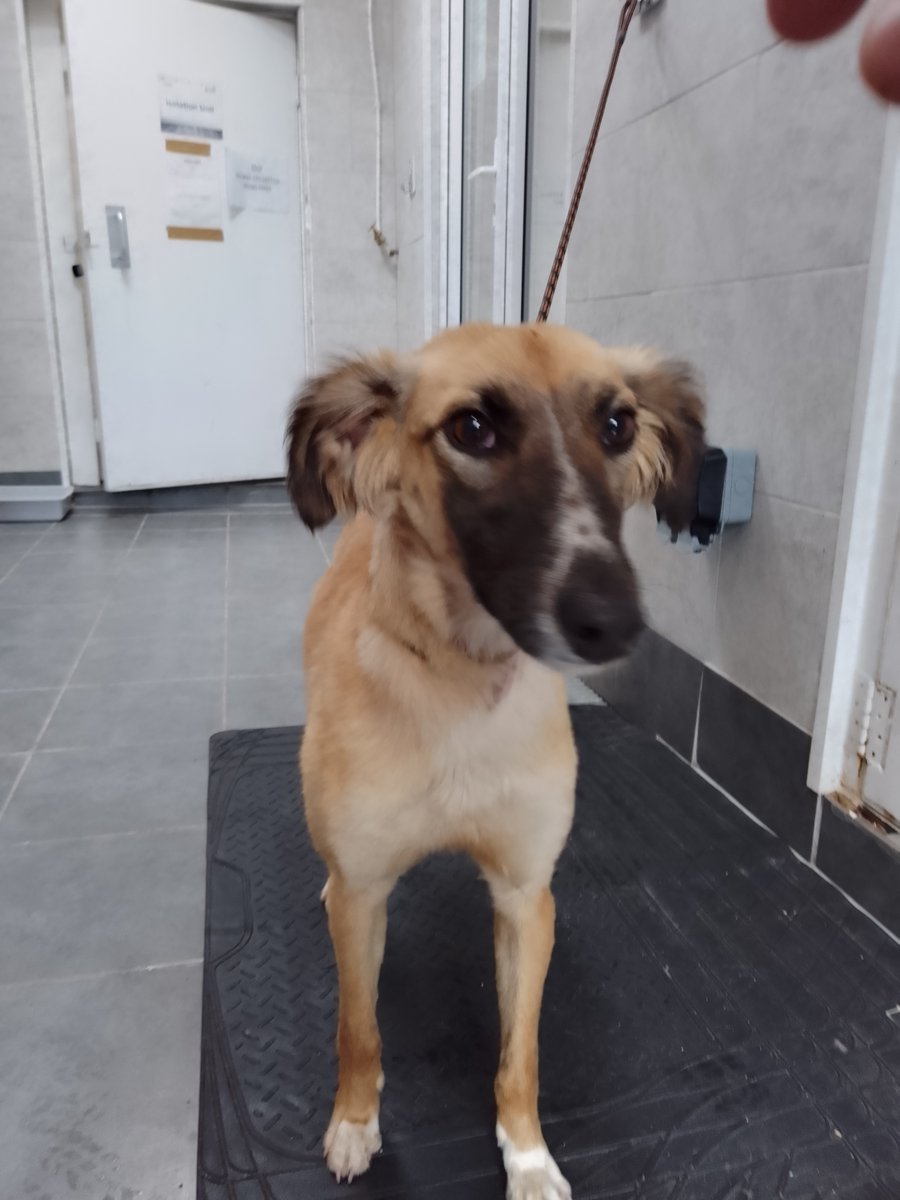 Urgent, please retweet to HELP FIND THE OWNER OR A RESCUE SPACE FOR THIS FOUND / ABANDONED DOG #HIGHWYCOMBE #BUCKINGHAMSHIRE  #UK
Female, Saluki, no chip, found 6 May. Now in a council pound for 7 days, she could be missing or stolen from another region.  Proof of ownership…