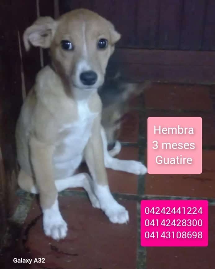 PerroUsuario's tweet photo. Buscando una familia que realmente la quiera y le dé calidad de vida. Para más información comunicarse a los números publicados https://t.co/M8u8jxWhyu