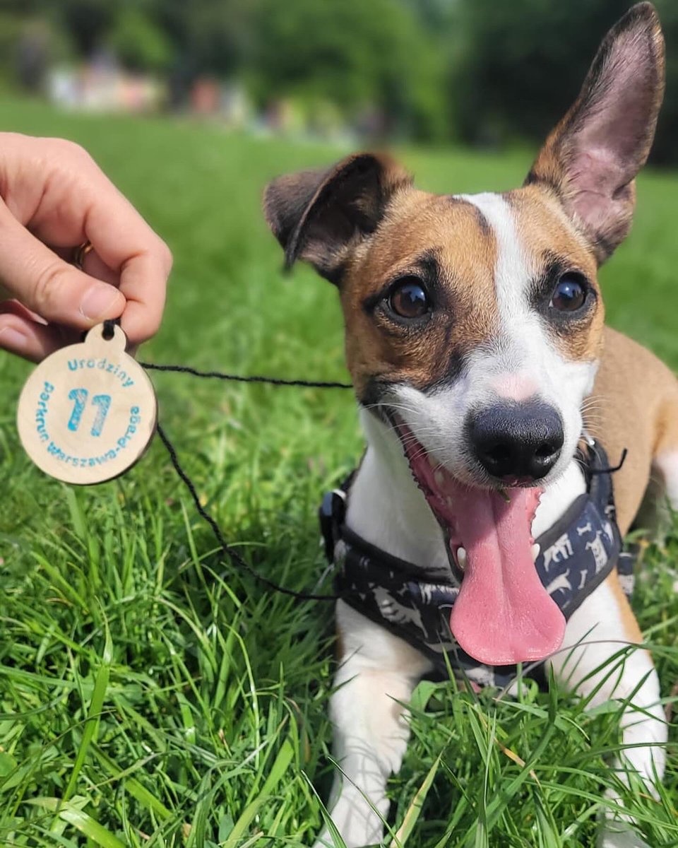 BornToBeIronman's tweet photo. Dziś 11 urodziny parkrun Warszawa-Praga 🥳🎂🏃‍♀️Świętowanie w biegu, ale potem był tort, ciastka i inne słodkości do późniejszego wybiegania 😉😈 https://t.co/Lmn3RoHyFF
