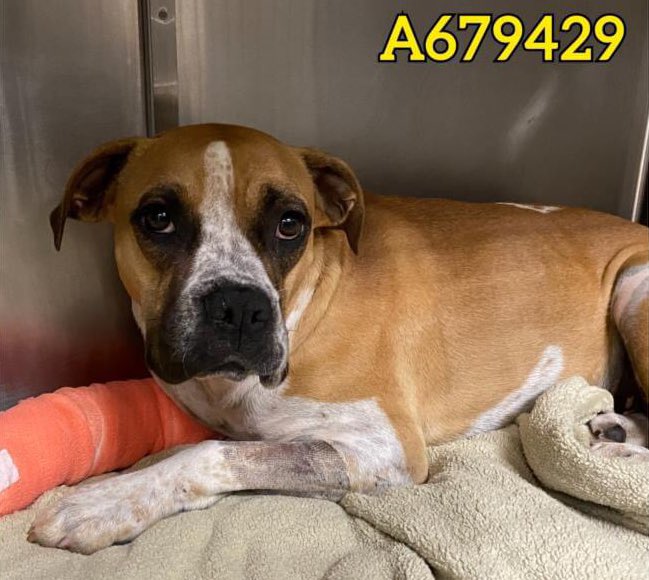 🆘 INJURED #BOXER DOG PRINCESS PEACH 🍑#A679429 (2yo sF, 51lb) WITH OPEN FRACTURE LEFT BY OWNER IS TBK TODAY 5.11 BY SA ACS #TEXAS‼️ 

She’s stressed & fearful.

🚨📝open wound & fx of RF, swollen LH (R/O hip lux), un-ambulatory. No interest in food.
#Foster/#Adopt ☎️2102074738