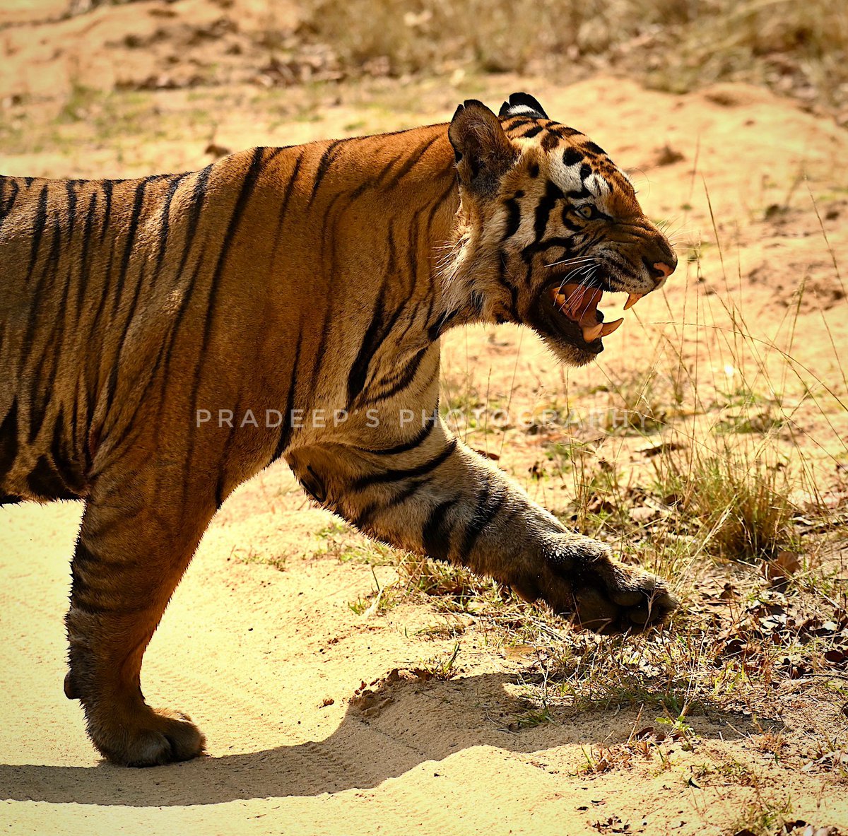 First drive 1st show of Bgrh 🐯
#tigerpradeepsingh #pradeepswildlifeexpeditions #tigerprasangsingh #tigersafariwithpradeepsingh 
#netgeotravel #netgeowild #nationalgeographic #bbcearth #bbctravel  #sanctuaryasia #natureinfocus #animalphotography #wildnature  #wildlifephotography