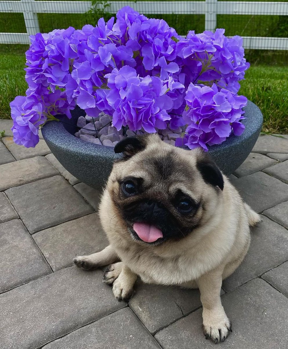 💜💜Flowers make me so happy💜💜 Does anyone else get this feeling? 🥹🫶🏽 . . . . . . . . .
#pugs#puglover#puglife