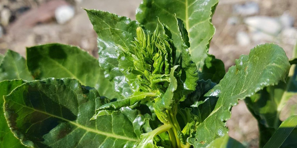 Applications are open for a 6-week Summer #ResearchExperiencePlacement with @ARIES_DTP at the Earlham Institute.

Working with Dr Mark McMullan this project will look at #geneticdiversity and gene flow resistance genes among populations of #seabeet.
okt.to/FHm0Jd