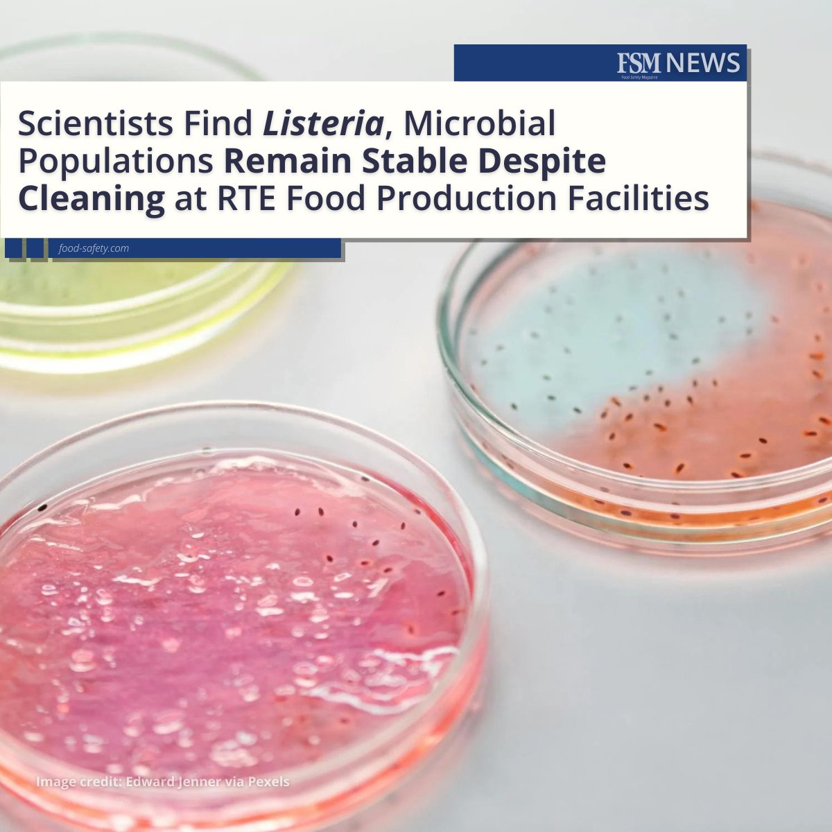 #ICYMI: ' ... Since #Listeria are supported by a stable community of other bacteria, to fully eliminate the pathogen from a facility, it may be necessary to develop new strategies to alter entire bacterial populations.' 🔬💡👉 brnw.ch/21wJGvK

#foodsafety