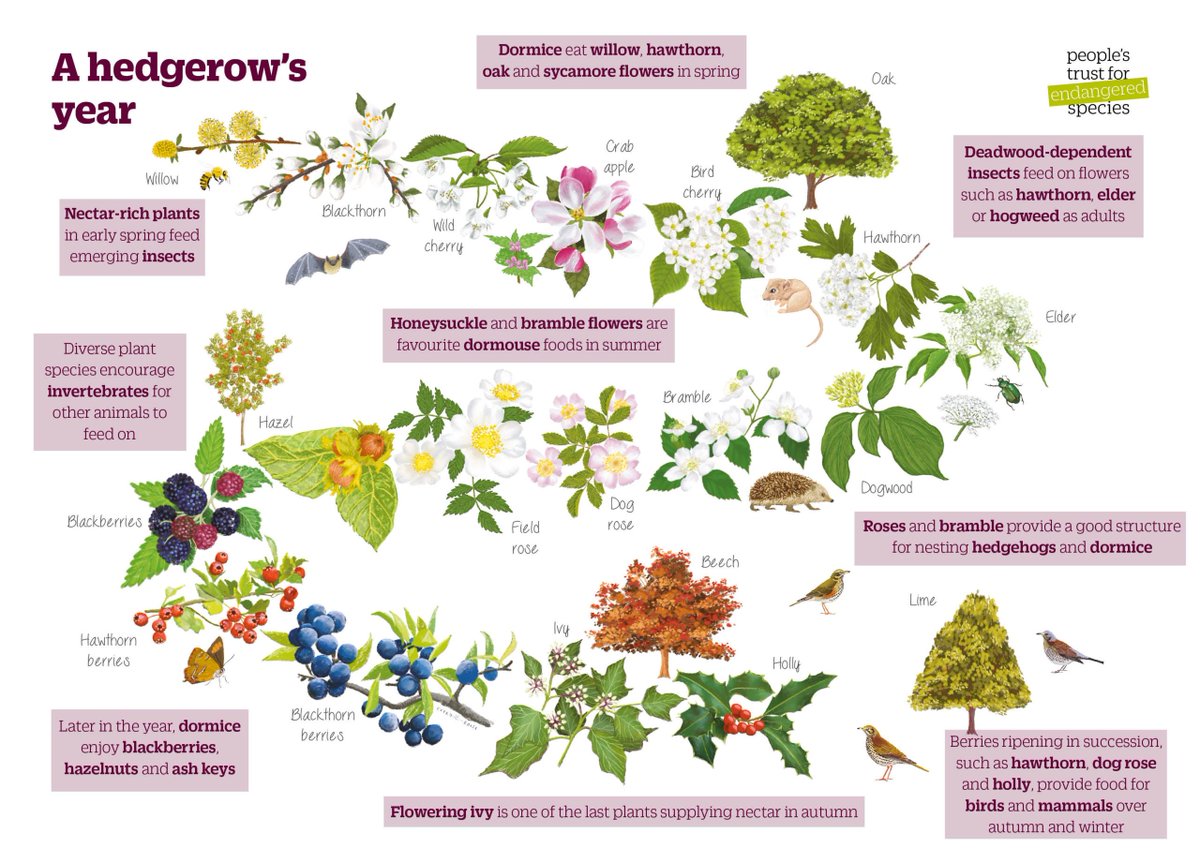 A year in a hedgerow #NationalHedgerowWeek 🌳🌸🦇 Increasing a hedgerow’s plant diversity provides more resources for wildlife. Use our trees and shrubs guide to ID the species present in your hedge. 👉ptes.org/hedgerow/hedge…