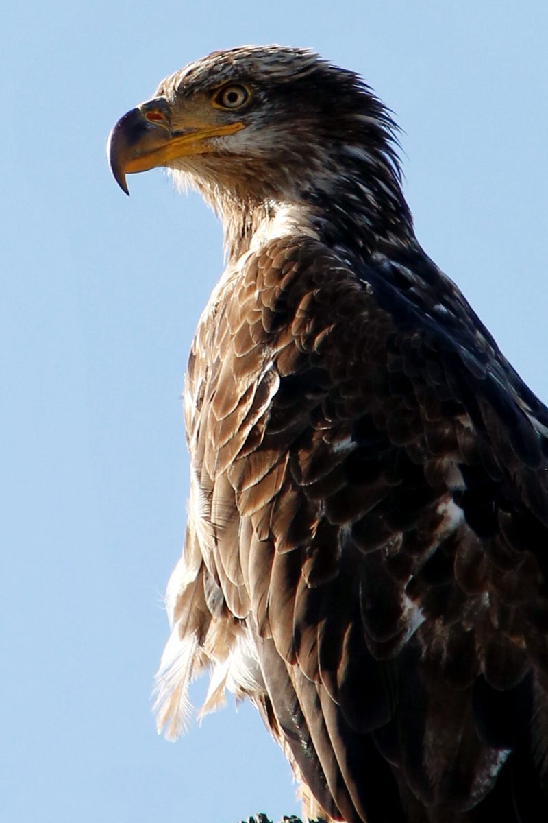 Your #CAStateParks Weekly Digest read: bit.ly/WeeklyDigestMa… ✔️Our SPPOs pay their respect to fallen officers at memorial ceremony ✔️A fuel reduction project - a win-win for this state park ✔️Youth connect to state parks ✔️📷 of bald eagles, tufa rocks & …snow?