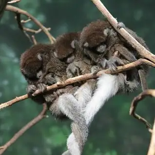 mydogsnoopy's tweet photo. @kuhn_kristin @earpdivisionxpo @gregisin They are monogamous & live in small groups of 2 to 7 consisting of the pair & their offspring. The family group has a home range of 1.2 to 34.6 acres & the adults have a complex vocal repertoire to maintain their territory.
#BuffysMonkeys
#WynonnaEarp #Tubi #WelcomeHomeWynonna https://t.co/GsTP5jy1qw