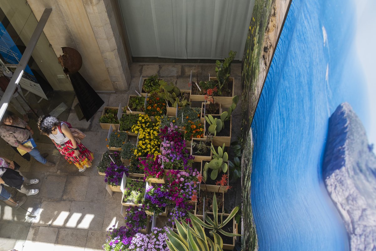 Diputació de Girona (@diputaciogirona) on Twitter photo 🌼🌿 La #DdGi participa en l'exposició cedint el pati de Can Forn a <a href="/Viveristes/">Viveristes</a> perquè hi faci un muntatge floral en el marc del #LIFEmedCLIFFS.
🔎El projecte pretén definir i posar en pràctica una estratègia de gestió de la flora exòtica invasora
👀👉bit.ly/3K26Jpq 🌼🌿 La #DdGi participa en l'exposició cedint el pati de Can Forn a <a href="/Viveristes/">Viveristes</a> perquè hi faci un muntatge floral en el marc del #LIFEmedCLIFFS.
🔎El projecte pretén definir i posar en pràctica una estratègia de gestió de la flora exòtica invasora
👀👉bit.ly/3K26Jpq