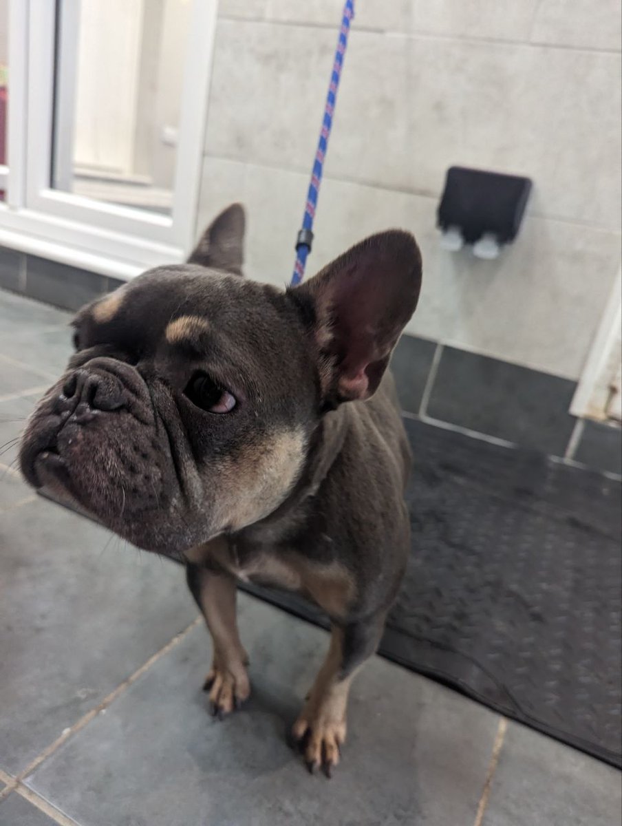Urgent, please retweet to HELP FIND THE OWNER OR A RESCUE SPACE FOR THESE FOUND / ABANDONED DOGS #IVER #BUCKINGHAMSHIRE #UK 2 x Female French Bulldogs, chips not registered, found 5 May. Now in a council pound for 7 days, they could be missing or stolen from another region.…