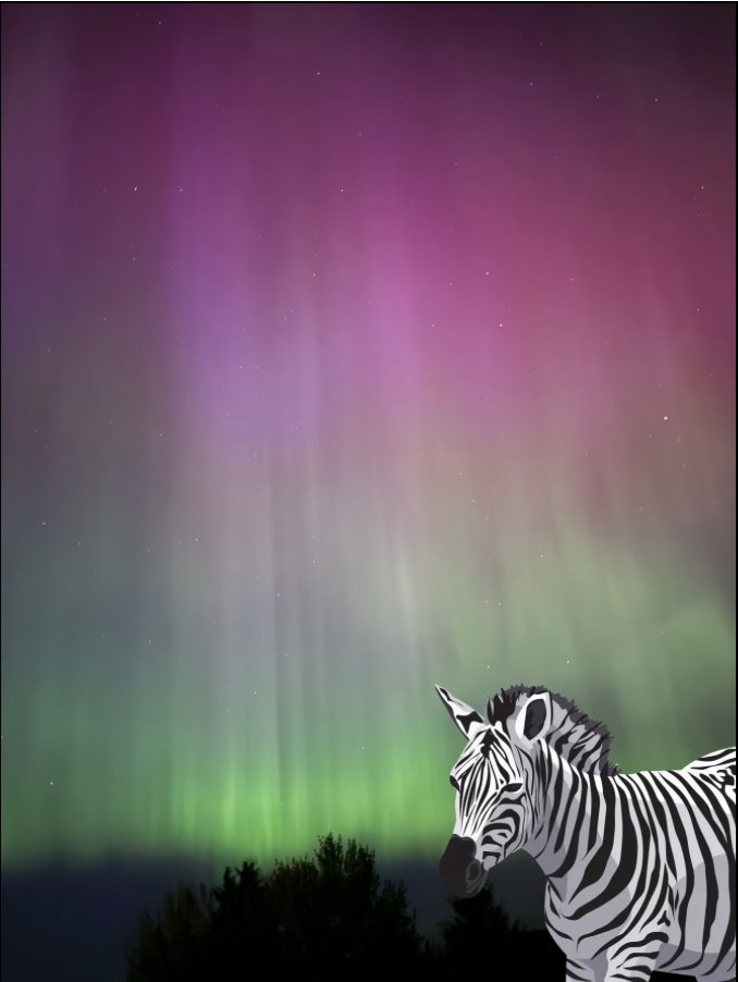 evamoon's tweet photo. It's been a wild month in the PNW #aurora #auroraborealis #zebra #pnw #pnwlife #northernlights https://t.co/dlV0jKbnRs