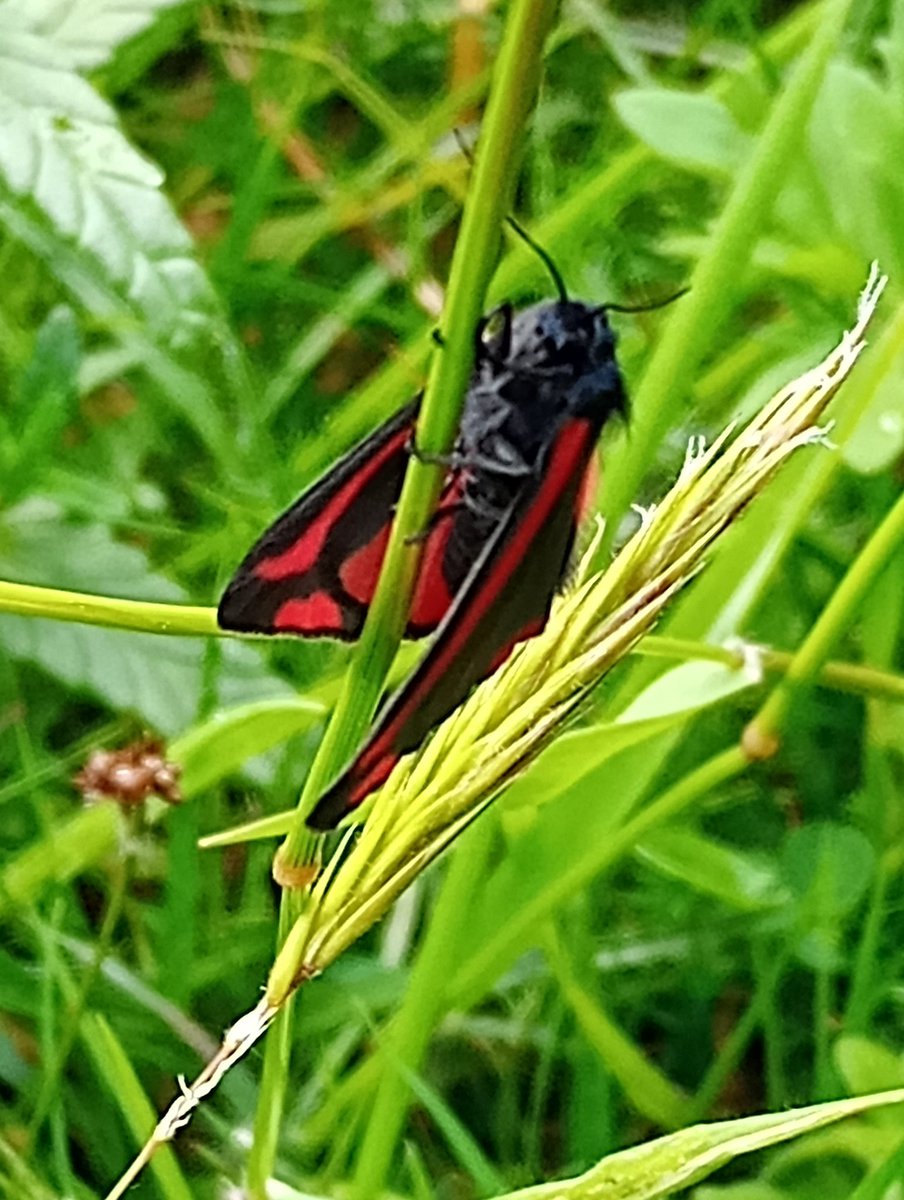 First of the rescue Cinnabars are out!! ❤️🖤❤️Eeek!! Hello handsome! Xx