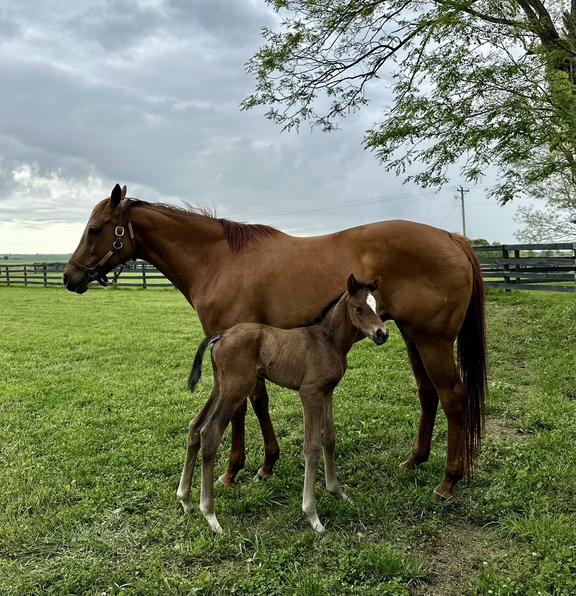 Another beautiful, leggy foal by our @breederscup Champion, Aloha West 🌺Breeders are loving their foals and keep booking mares back @millridgefarm #BelieveBig