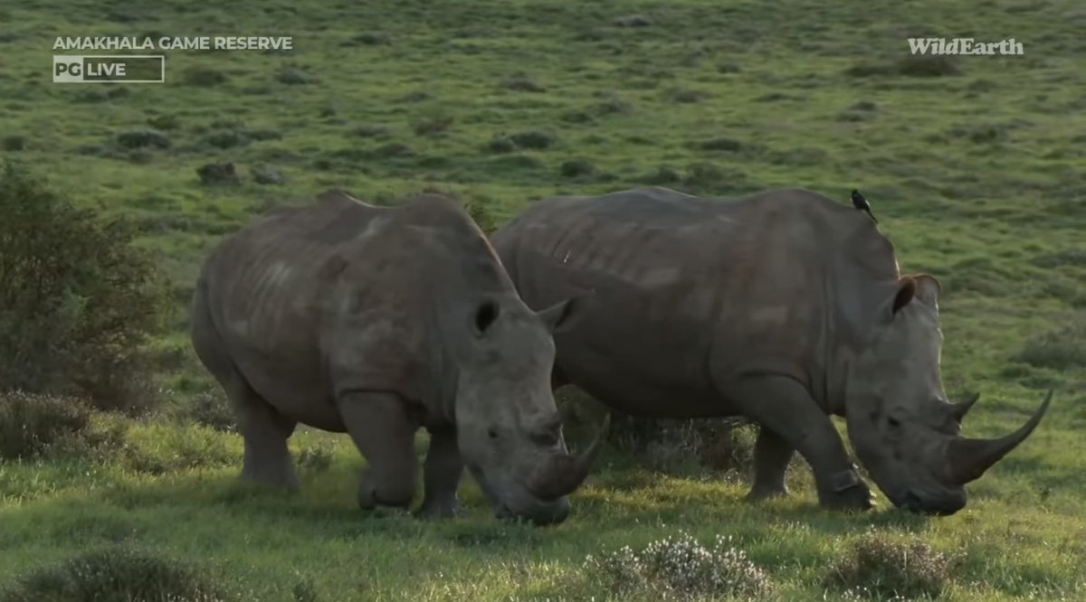 Always a blessing to see the rhinos, especially with their horns intact. #wildearth
