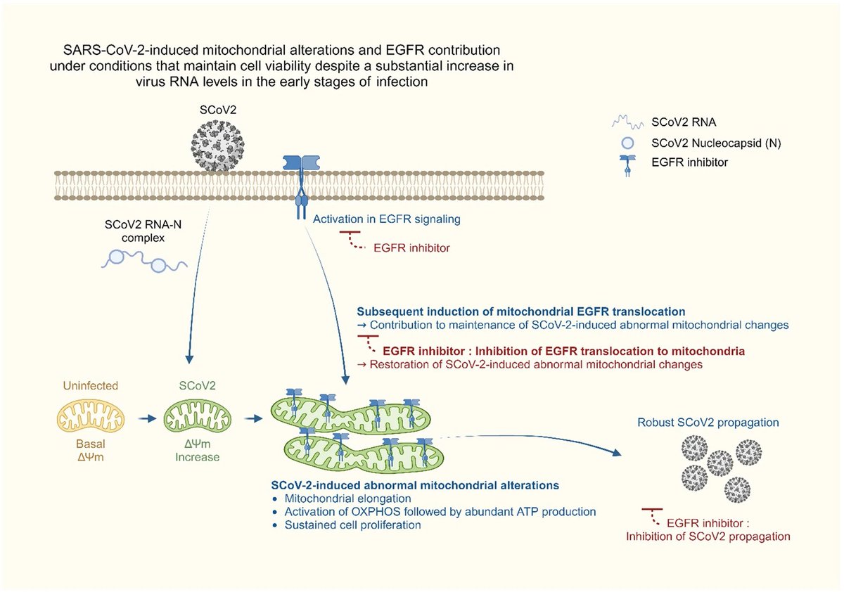 #SARSCoV2 aberrantly elevates #mitochondrial bioenergetics to induce robust #virus propagation 👇 nature.com/articles/s4139… @EricTopol