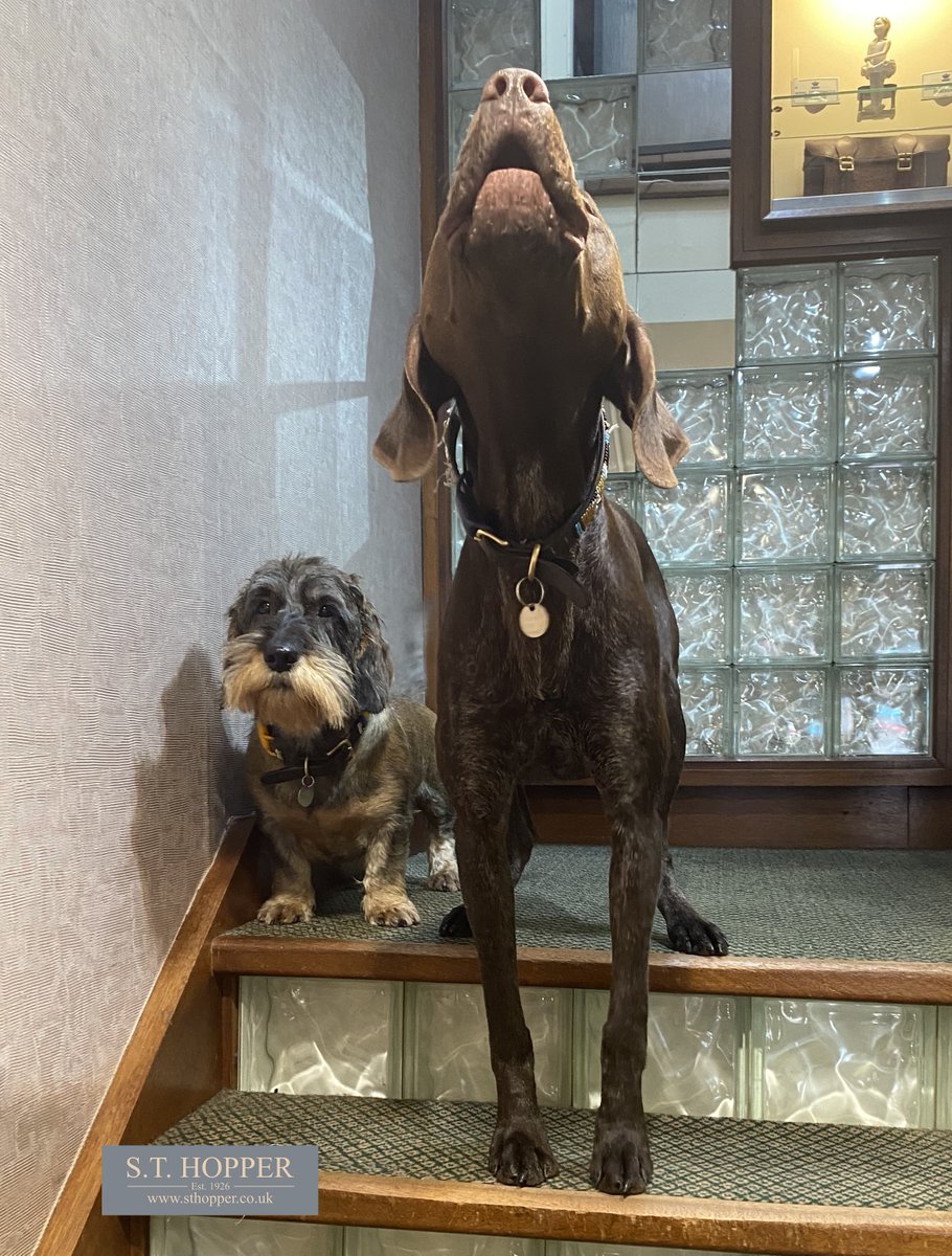 HoppersBoston's tweet image. Howl are you all doing?! 🐶 We're signing off social media now until Tuesday....Have a safe peaceful weekend Hopper Shoppers! 🐾🐾
#germanpointer #teckle #dog #dogsofinsta #dogsofinstaworld #saturday #weekend #weekendvibes #goodbye #shoplocal #bostonlincolnshire