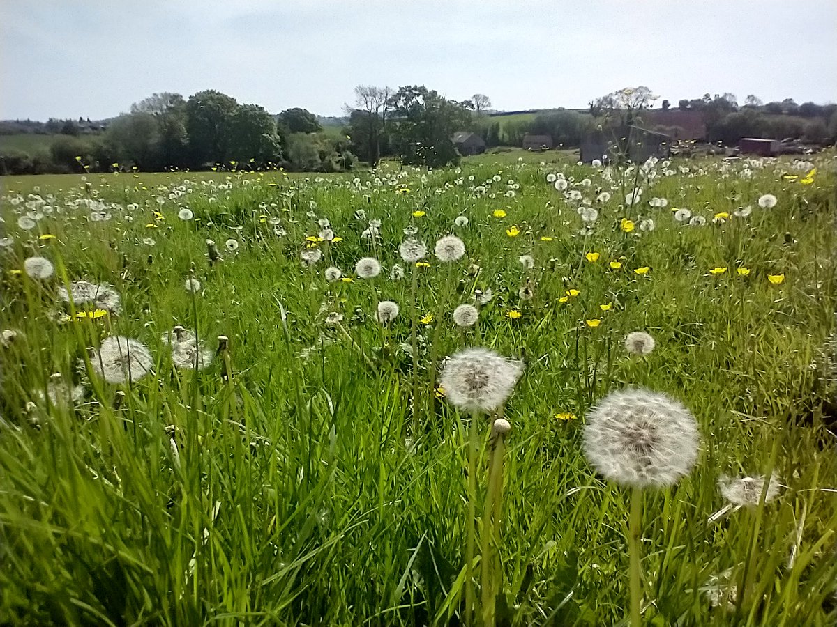 Dandelions look as lovely in seed as they do in flower😃 Pensford, North Somerset.@DandelionAppre1