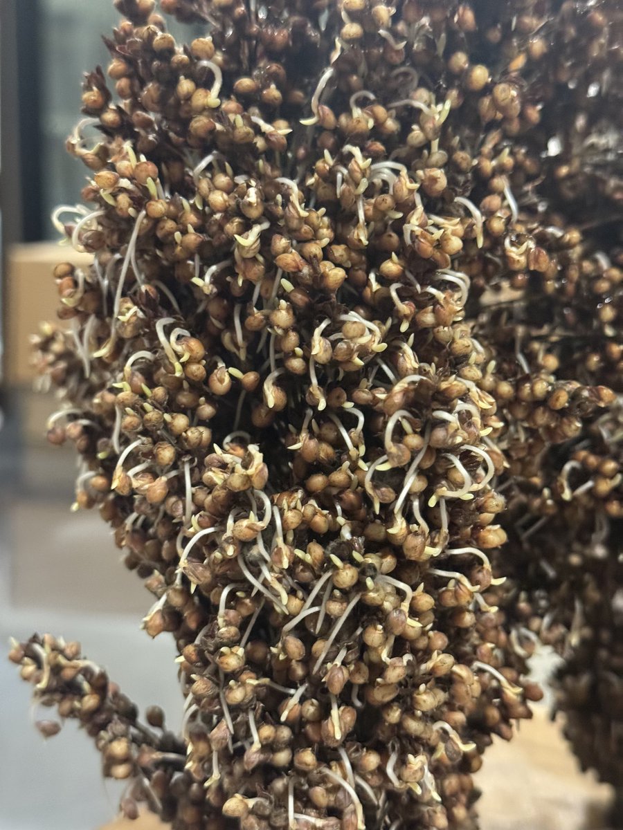 Sorghum Pre-Harvest Sprouting test successfully accomplished in our lab! Now we’re ready to start testing our genotypes for sprouting simulating field conditions. @KJagadish_TTU @TTUDAVISCOLLEGE @SorghumBrent @SorghumCheckoff @SorghumGrowers