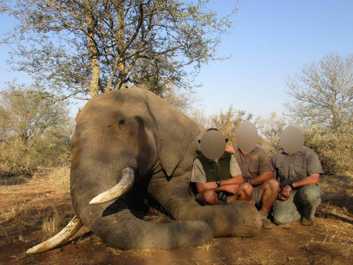 En cette journée mondiale des espèces menacées, nous vous rappelons que contrairement à ce qu'affirment les chasseurs, tuer des animaux pour en faire des trophées n'aide pas leur préservation.