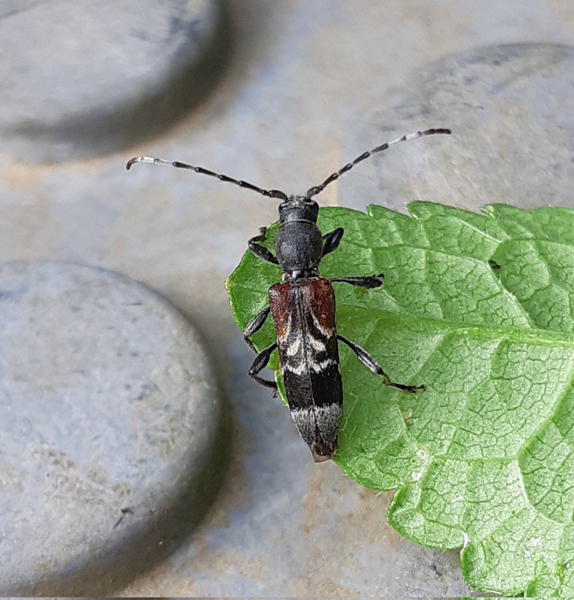 The rather smart Rufous-shouldered Longhorn Beetle (Anagylptus mysticus) rescued from water butt in garden this afternoon. My good deed for the day! 😁 @Buzz_dont_tweet @ColSocBI @LincsNaturalist @LincsWildlife