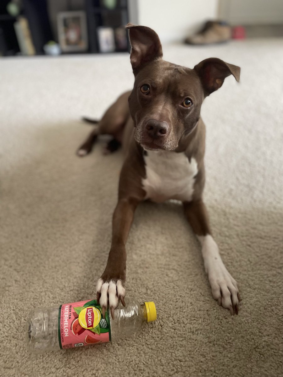 Bgrayallday's tweet photo. @meaghancates Has an obsession with empty bottles &amp; will bully  you if you try to take it away. https://t.co/vTJiU7hiog