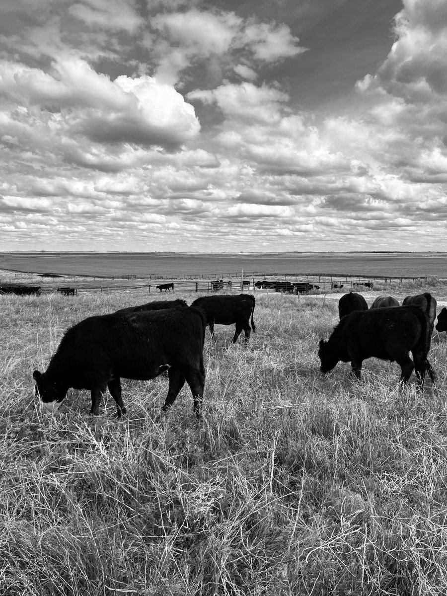 Eastern Colorado grazing  #AmericanBeef