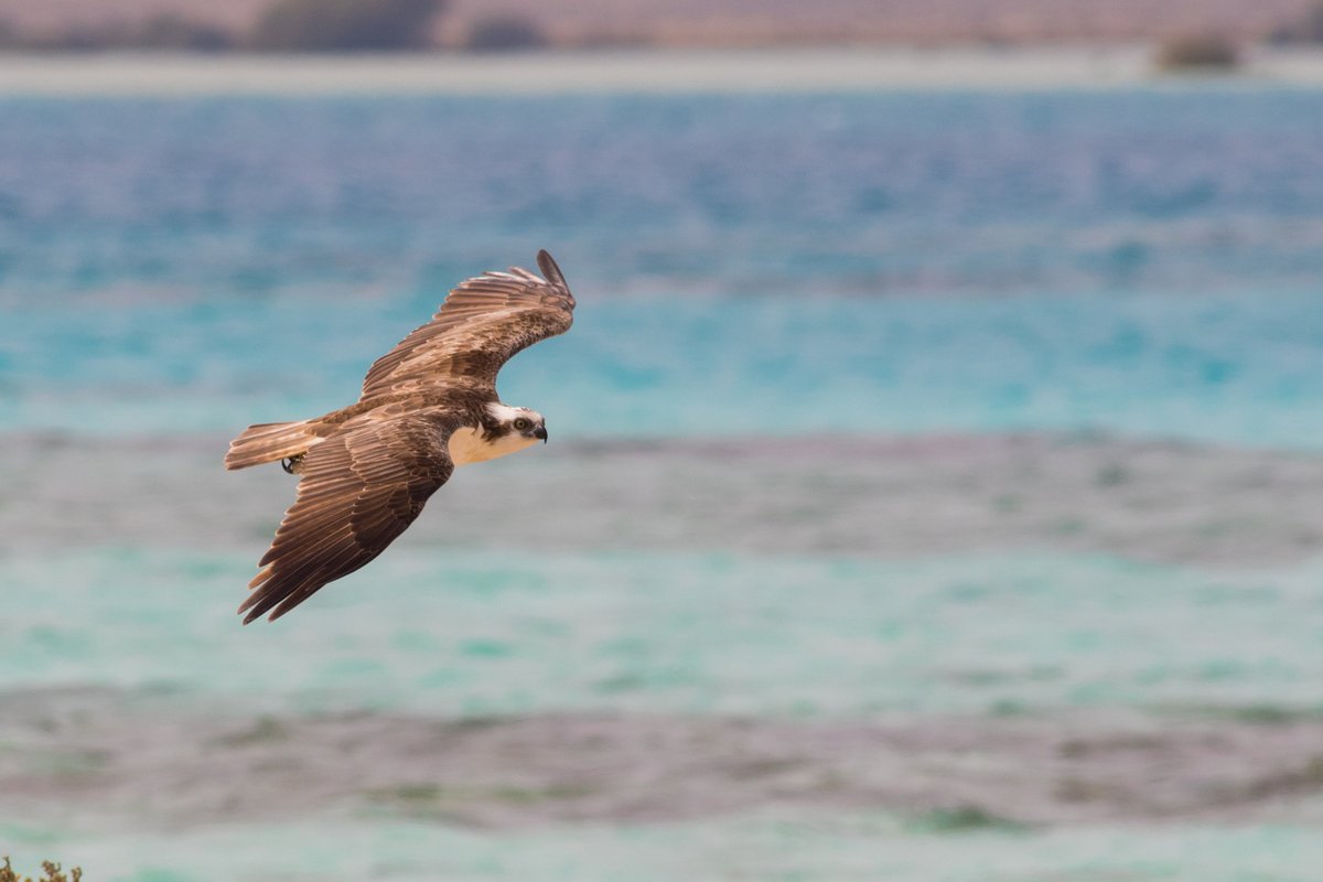 🐦🌍 Happy #WorldMigratoryBirdsDay!

Our Migratory Soaring Birds project protects the Red Sea flyway, ensuring safe travels for our feathered friends. 

Learn more: go.undp.org/ZY3

#WMBD2024