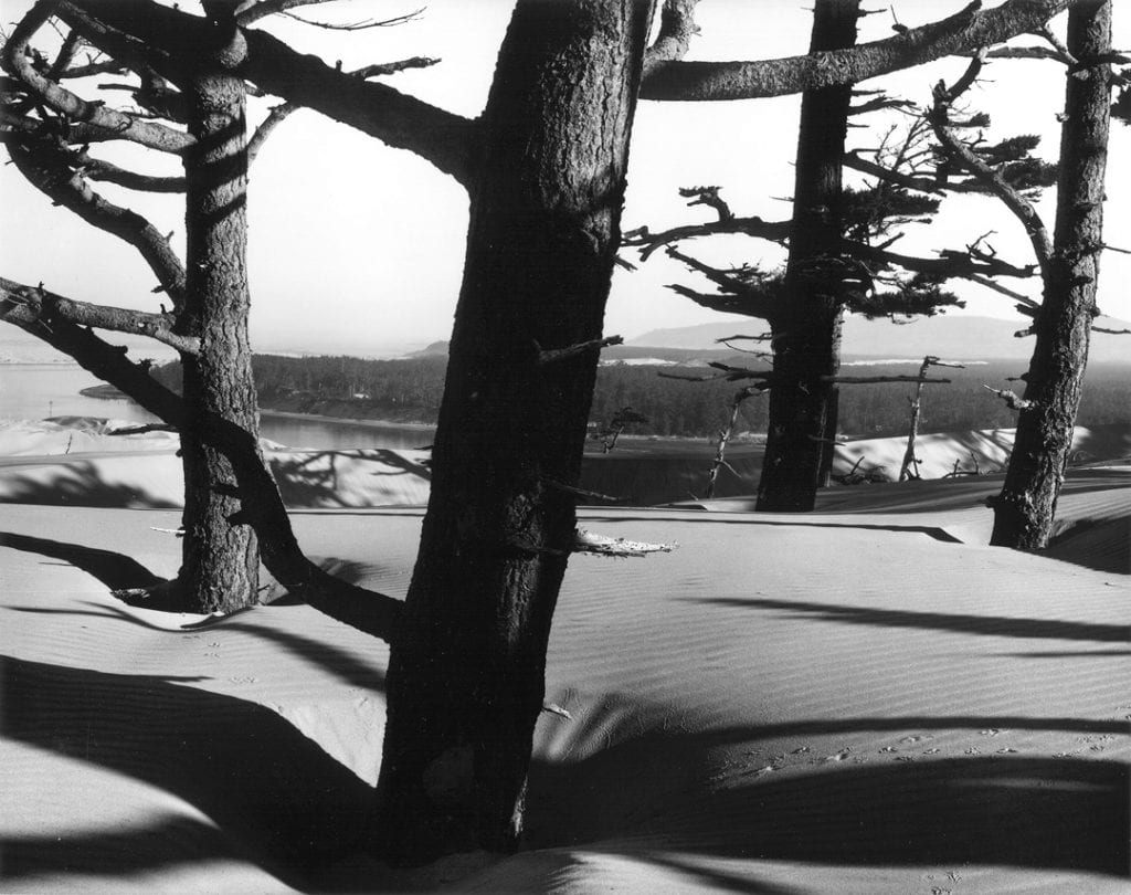 📷 Brett Weston, Trees and Dunes, Oregon, Circa 1962