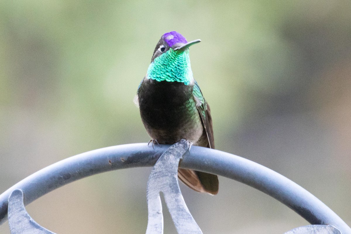 #Arizona is home to more than a dozen types of #hummingbirds. One of our trustees, Dan Davis, MD, photographed several on a trip through the southern part of the state. @RadiologyACR @RSNA @VisitTucsonAZ @ABMSCert