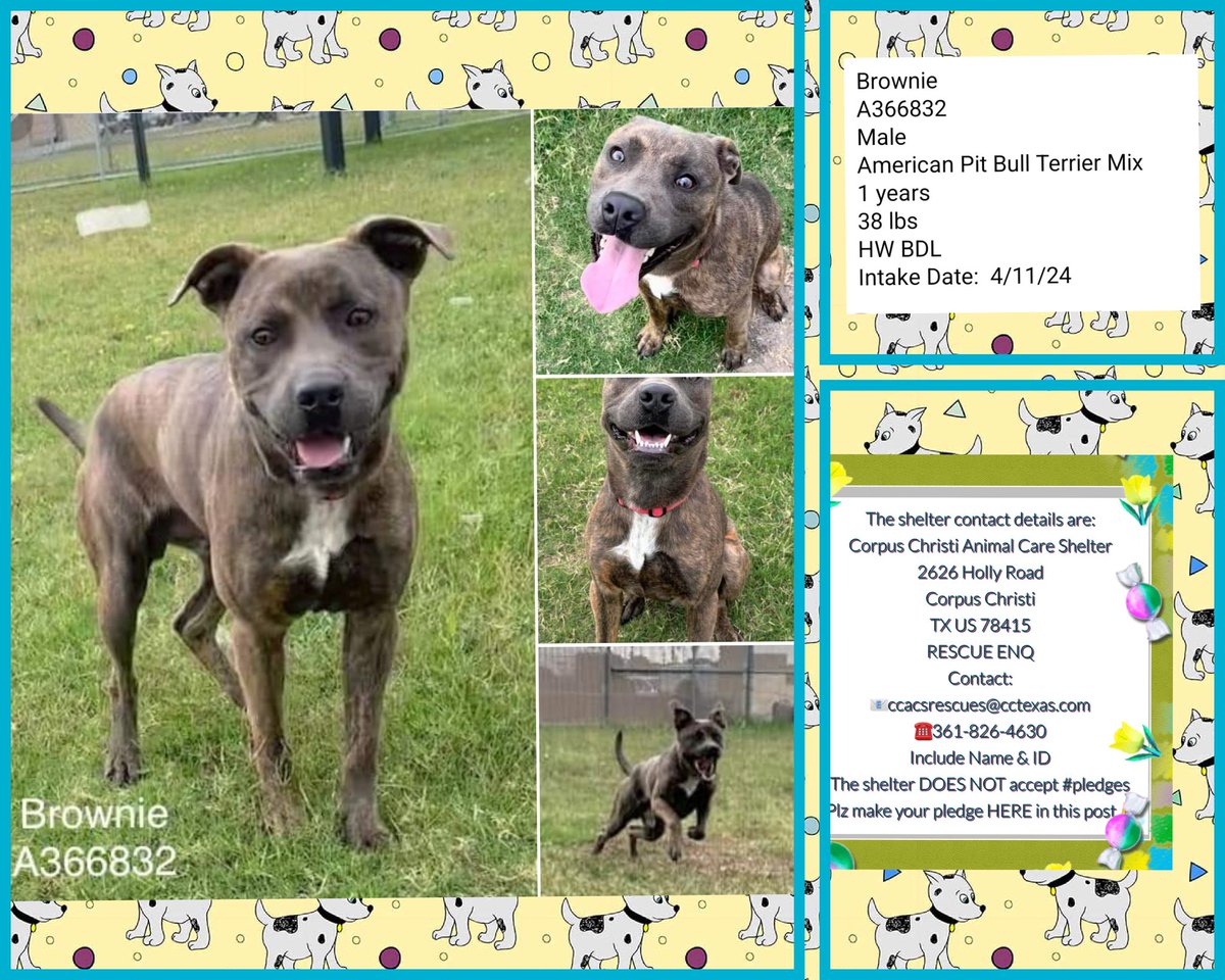 🚨🆘️BROWNIE #A366832 precious #pibble only a year old, HW neg, full of smiles. Fearful but friendly now toward staff, annoys other dogs trying to stay close.#CorpusChristiACS #TX is anxious to kill him Monday 5/13😭🤬Plz #RescueVillage #SaveBROWNIE #PledgeForRescue